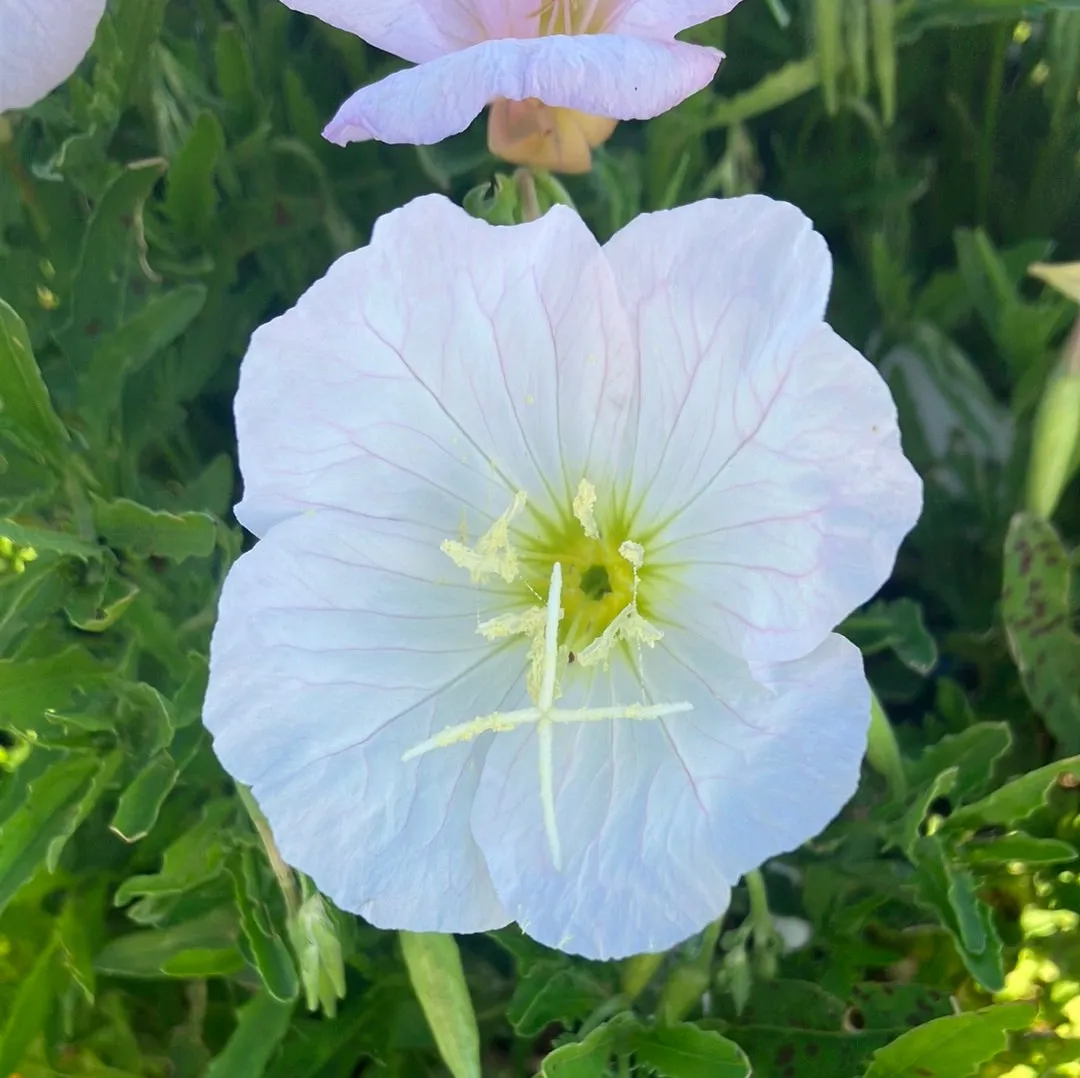 Siskiyou Pink Evening Primrose